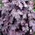 Heucherella Plum Cascade.jpg